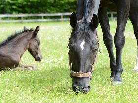 Paard met veulen