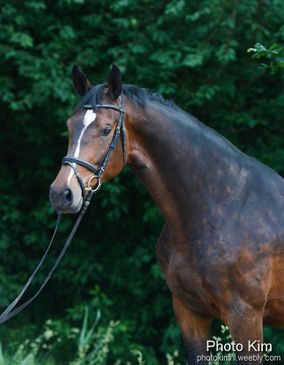 Paard met glanzende manen