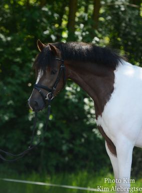 Wit een bruin paard