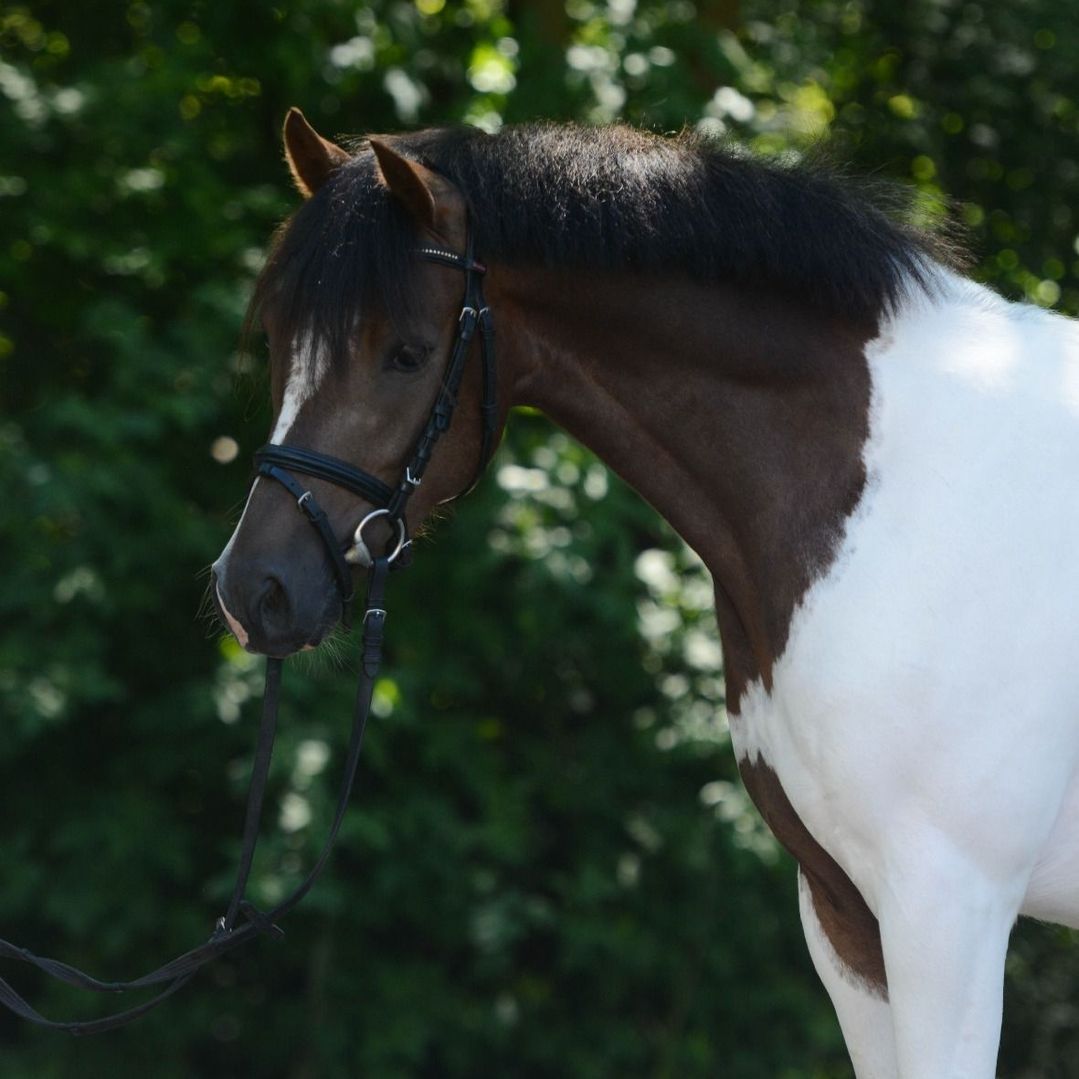 Wit een bruin paard