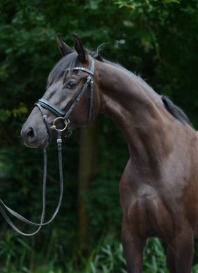 Donkerbruin paard