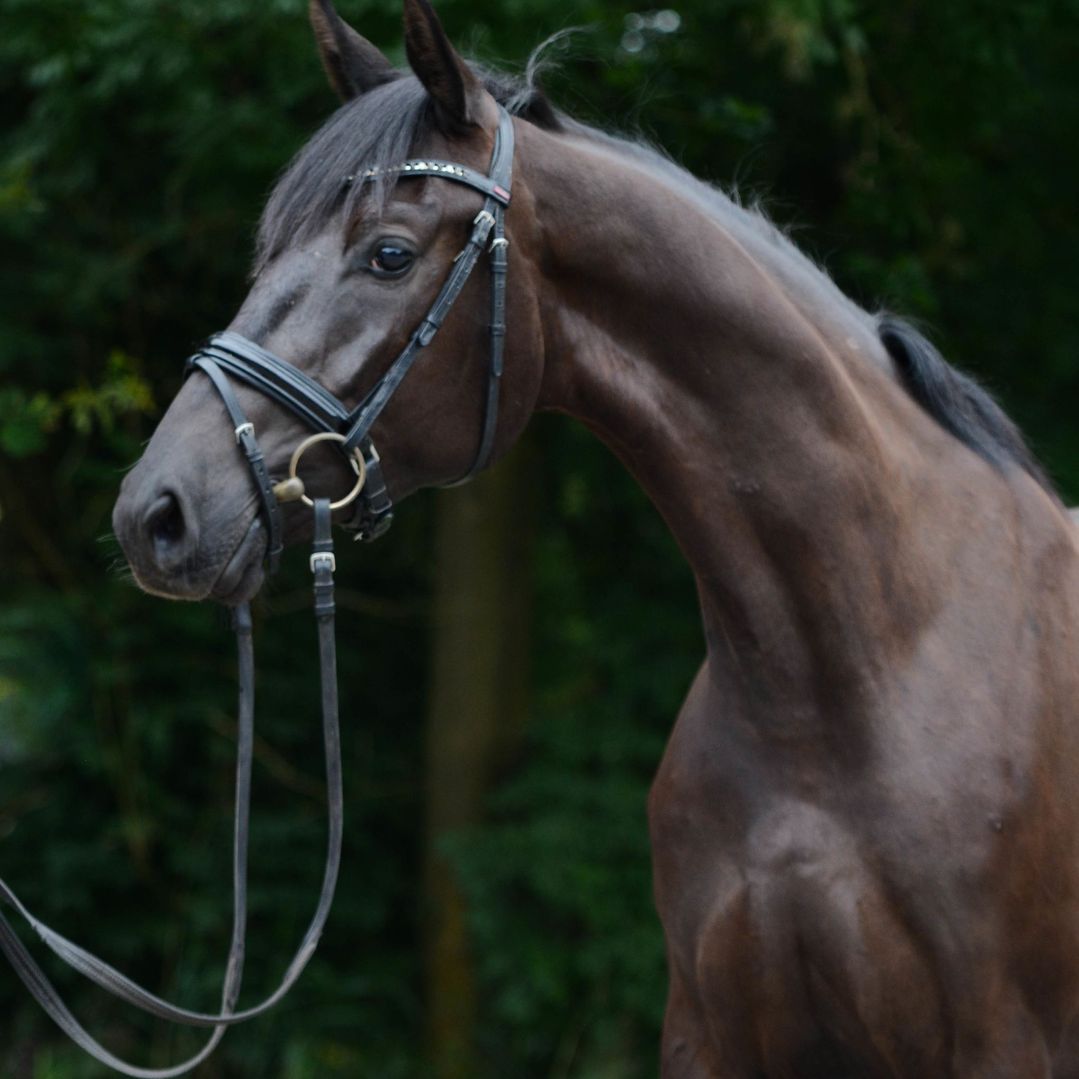 Donkerbruin paard