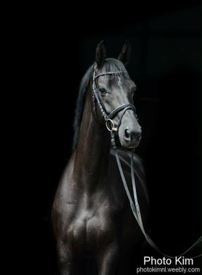 Bijzonder paard