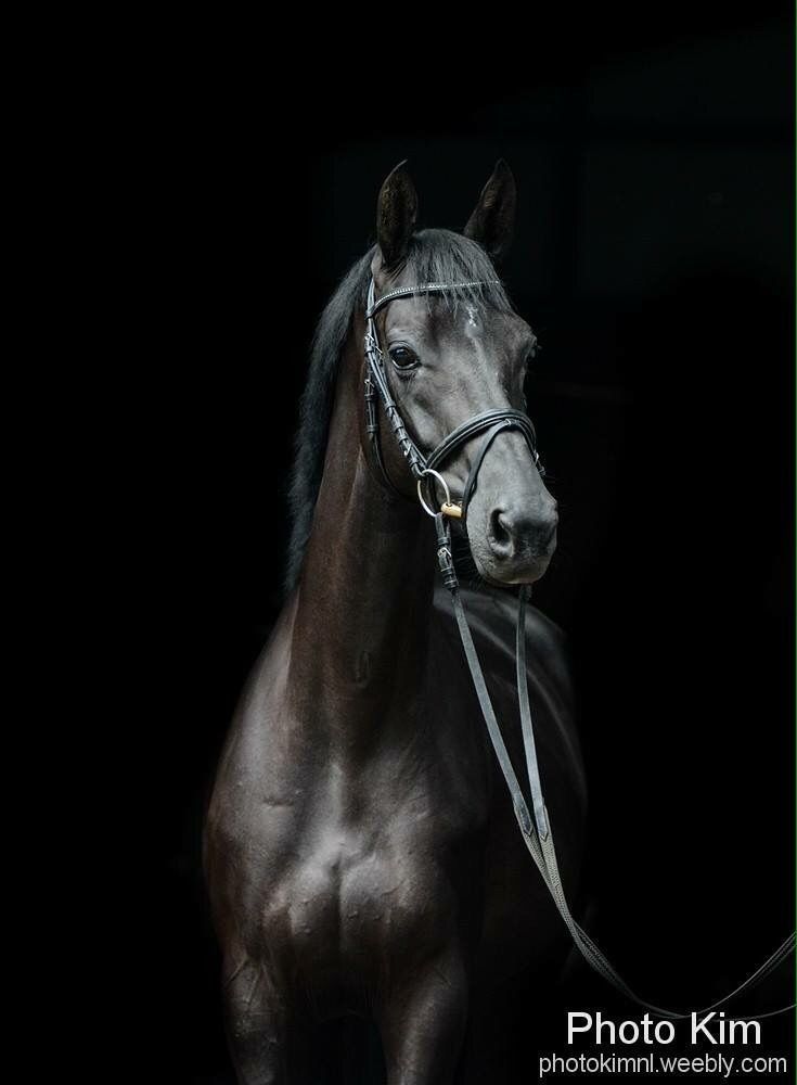 Bijzonder paard