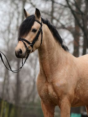Sterke hengst