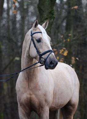 Zeer lichtbruin paard