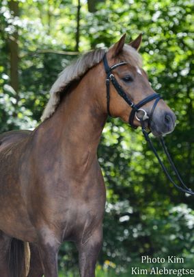 Paard lichtbruin