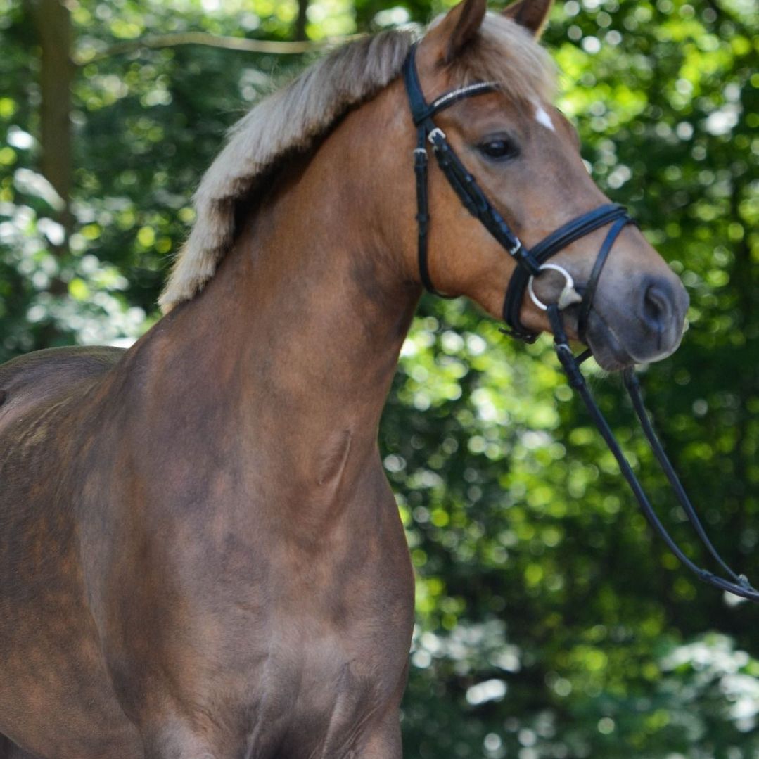 Paard lichtbruin