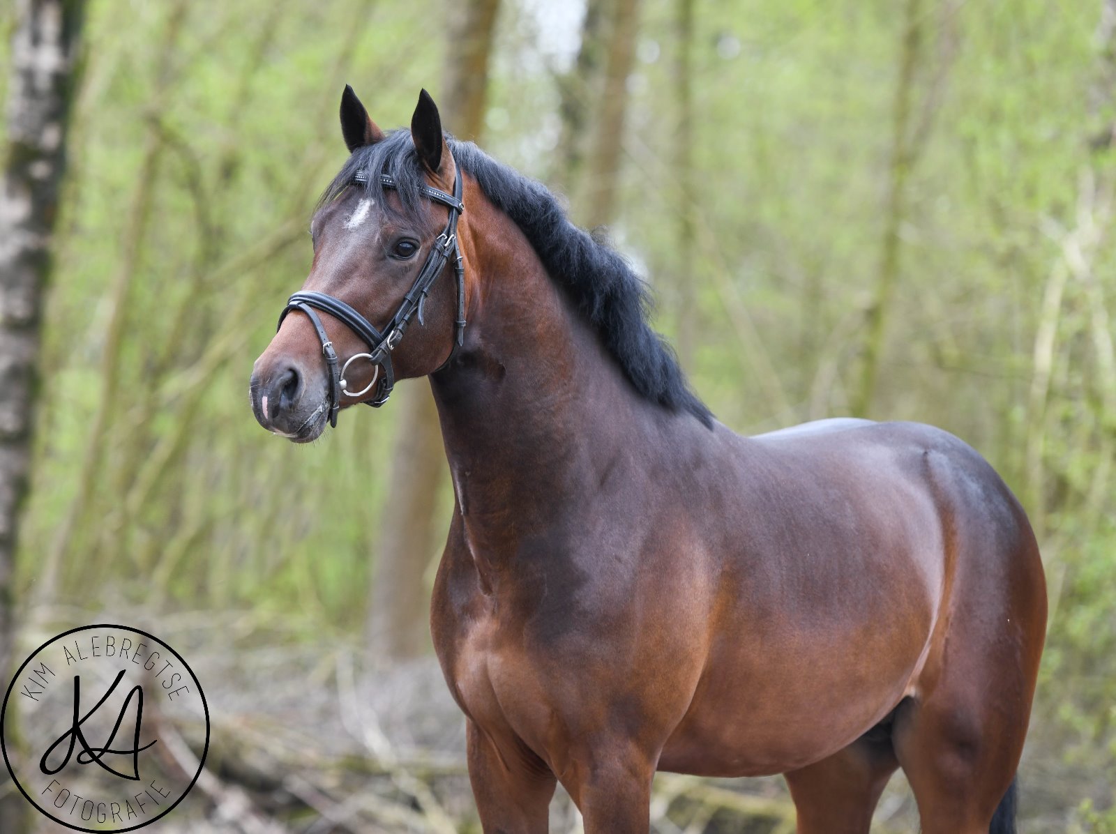 De fokkerij & handel