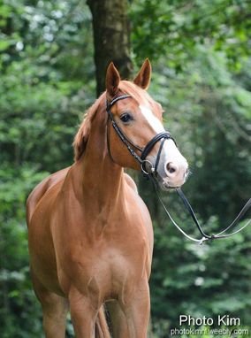 Jong paard