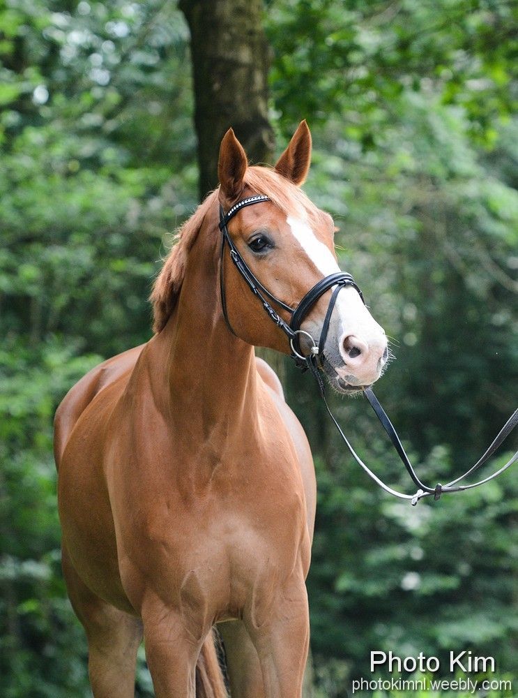 Jong paard