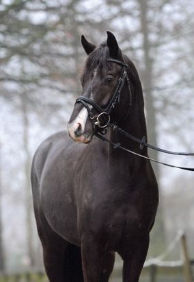 Elegante hengst