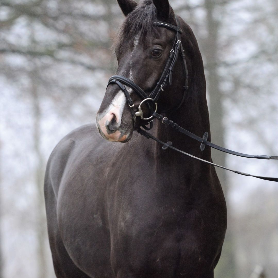 Elegante hengst