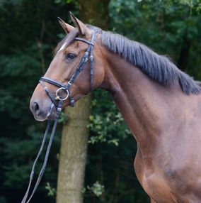 Elegante merrie
