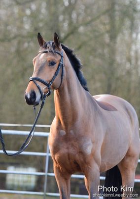 Mooi roodbruin paard