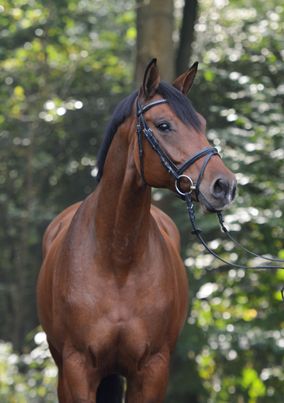 Bruine hengst
