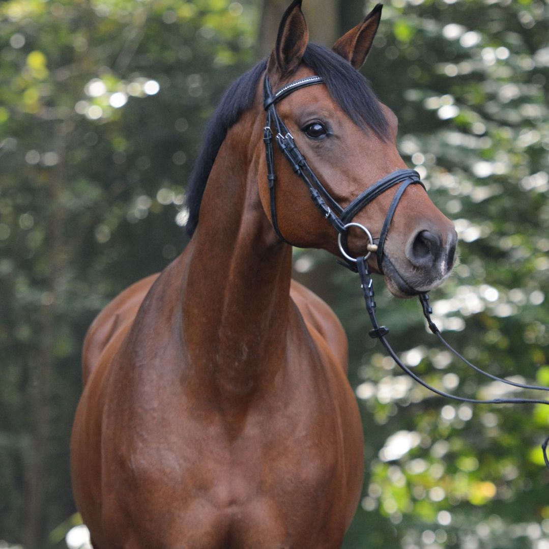 Bruine hengst