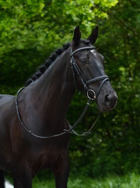 Donker paard
