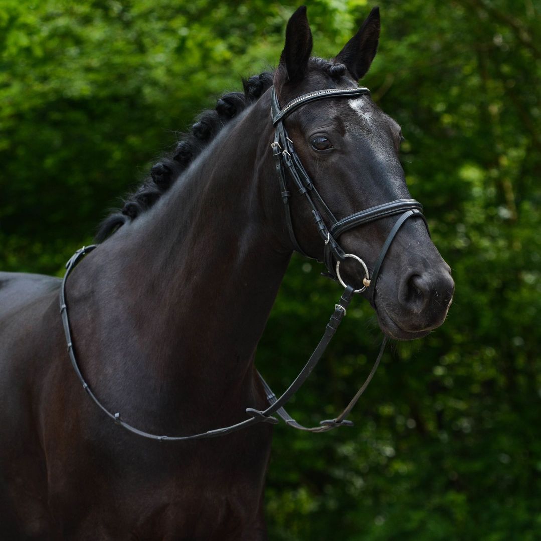 Donker paard