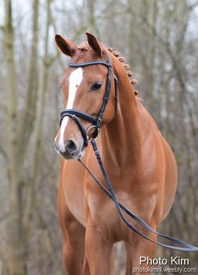 Roodbruin paard
