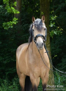 Sterk paard