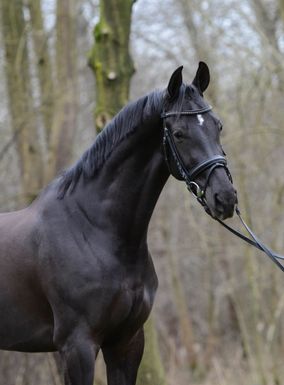 Mooie hengst
