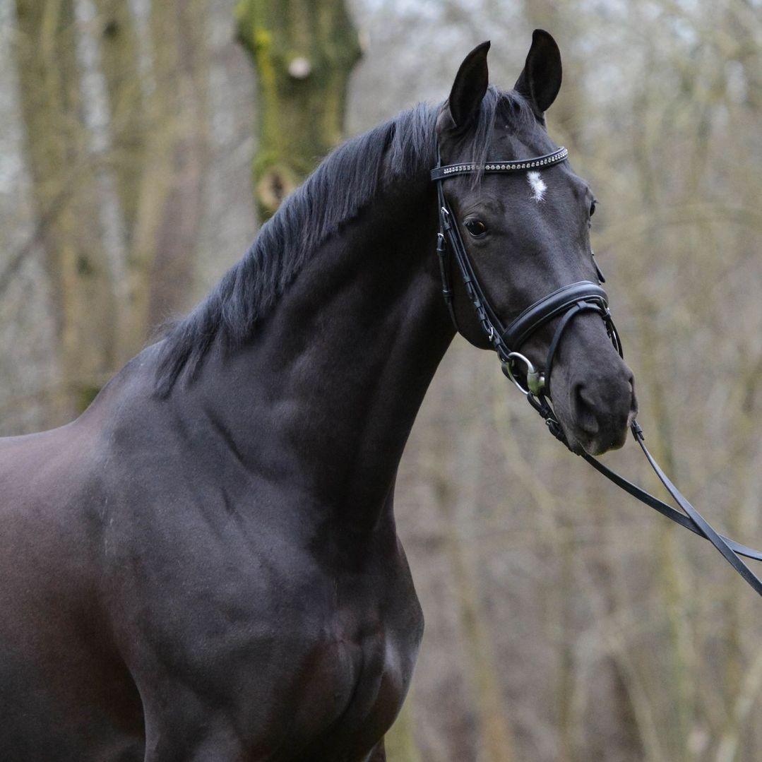 Mooie hengst
