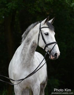 Witte schimmel