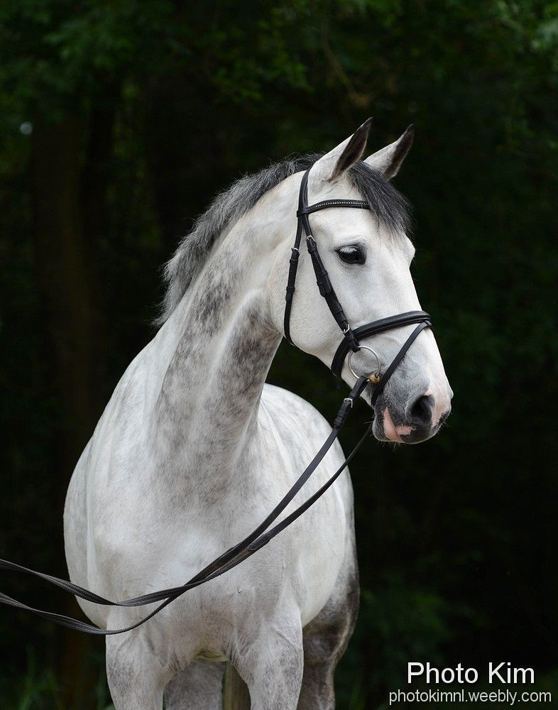 Witte schimmel