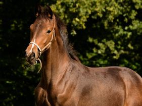 Speciaal paard