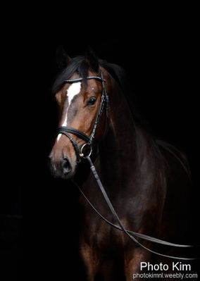 Paard met witte bef