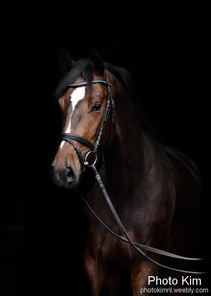 Paard met witte bef