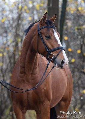 Mooie merrie