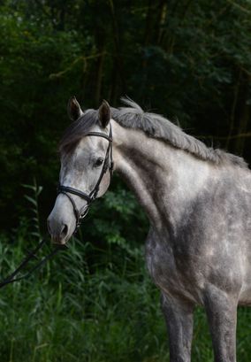 Grijs paard