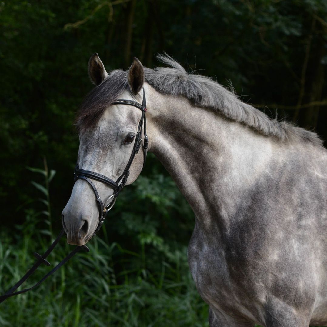 Grijs paard