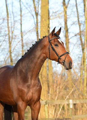 Sportief paard