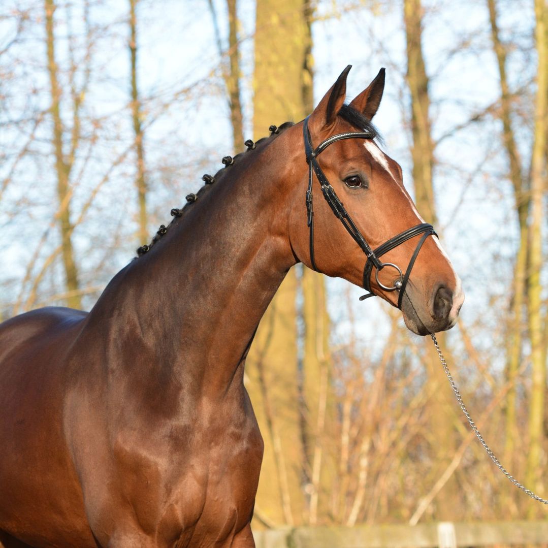 Sportief paard