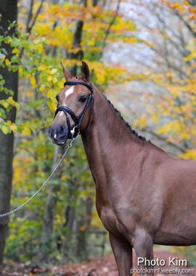 Glanzend bruin paard