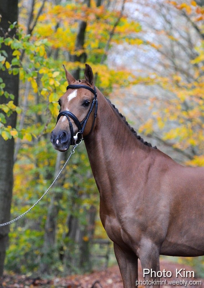 Glanzend bruin paard