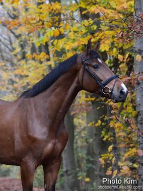 Paard bruin