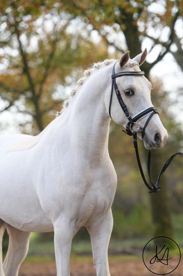 halsband satelliet evenwicht Streng Boom Anonym paardenwei te koop Wertvoll Bildhauer Viva